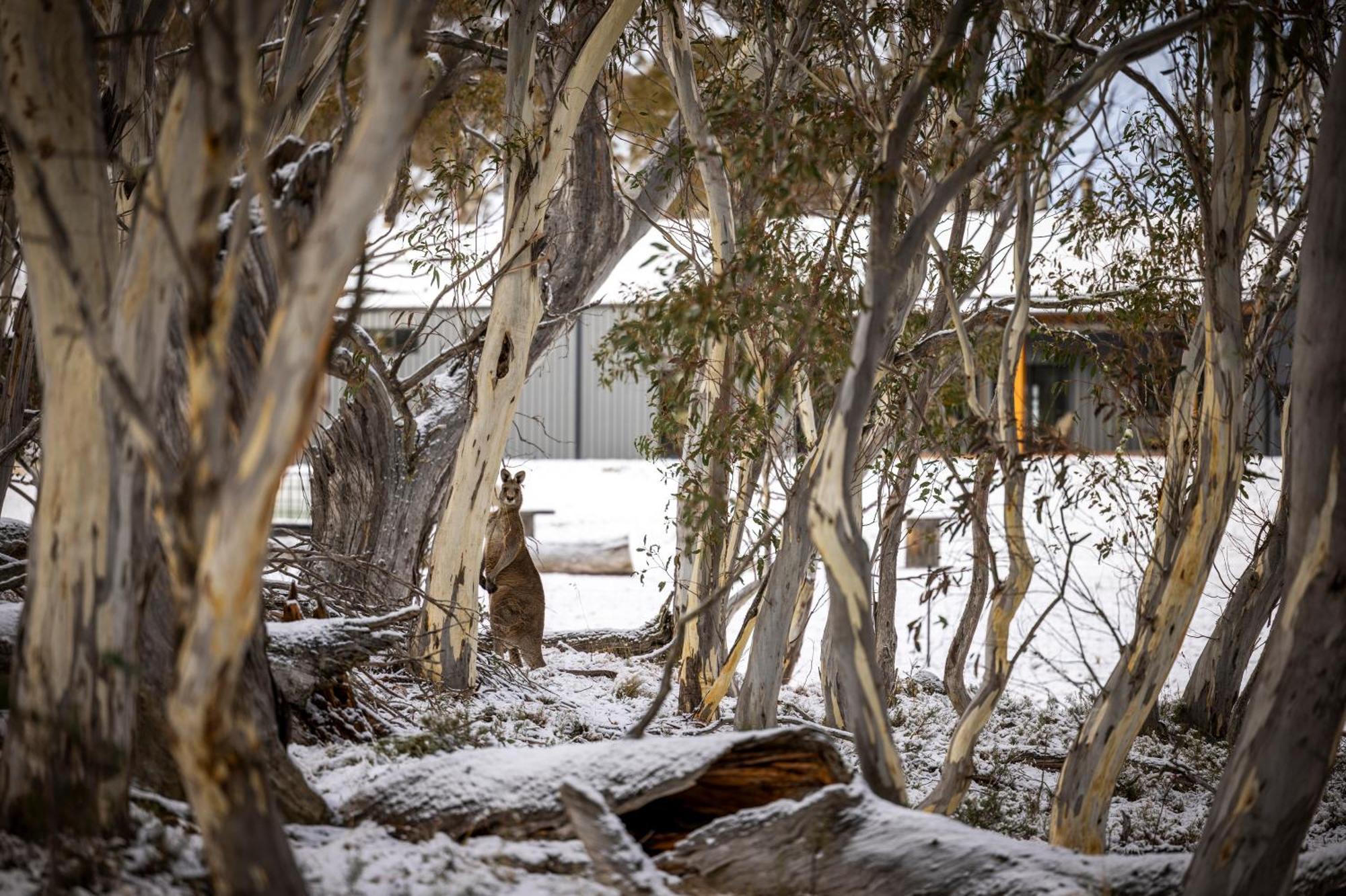 Big Yard Escapes - Two Off-Grid Tiny Houses On The Mowamba River 金德拜恩 外观 照片